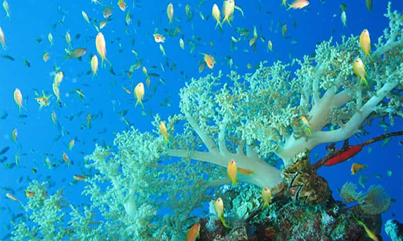 Marsa Alam Snorkeling Adventure to Marsa Mubarak and Marsa El Shona