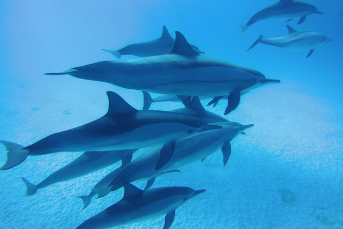 Marsa Alam Snorkeling Adventure to Marsa Mubarak and Marsa El Shona