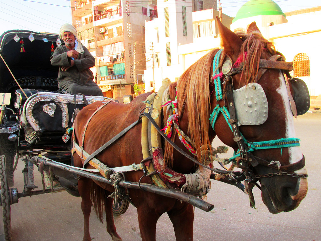 Luxor City Tour by Horse Carriage: A Journey Through Time