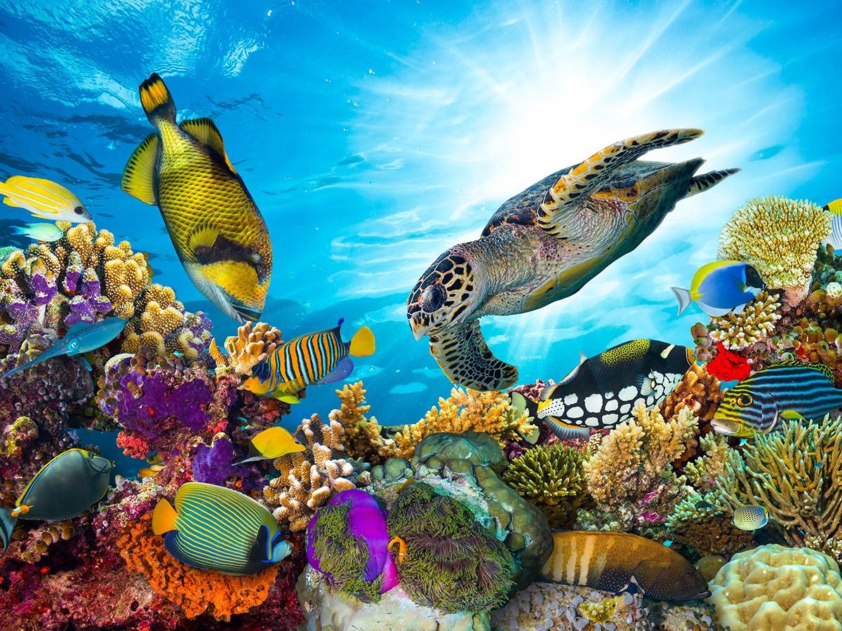Portghalib intro diving Trip From Marsa Alam